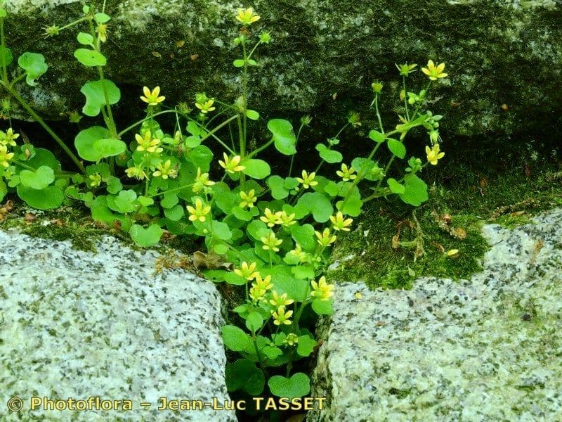 Zymbelkraut-Steinbrech 8