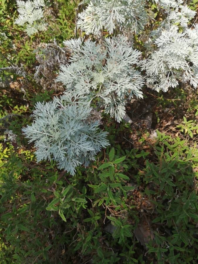 Weiße Artemisia 9