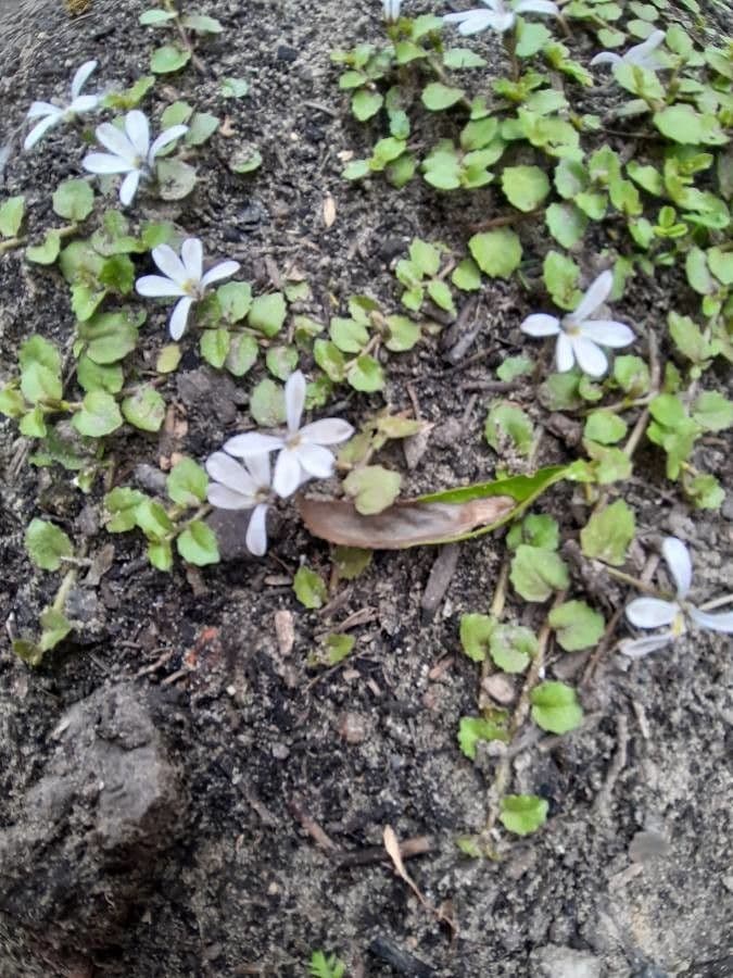 Lobelia angulata 3