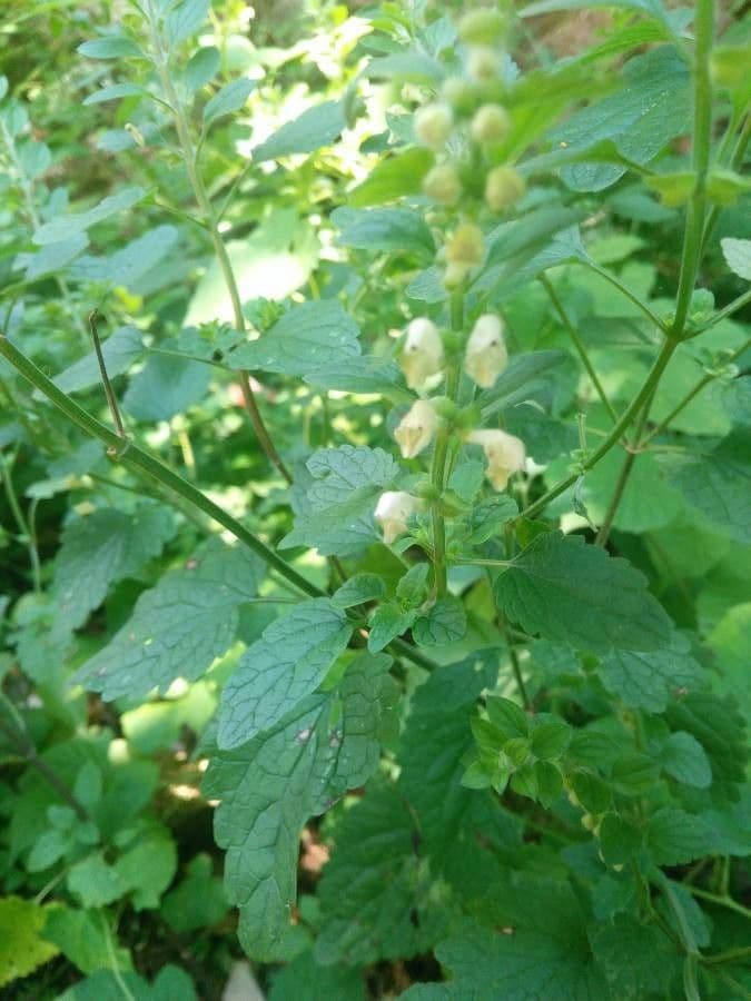 Scutellaria 4