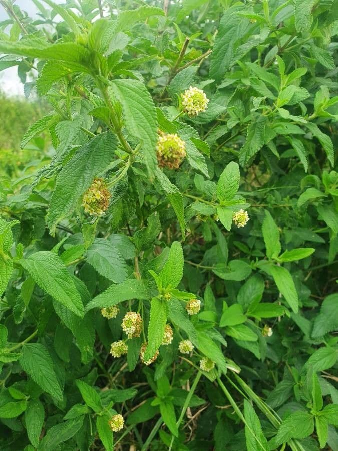 Lippia 8