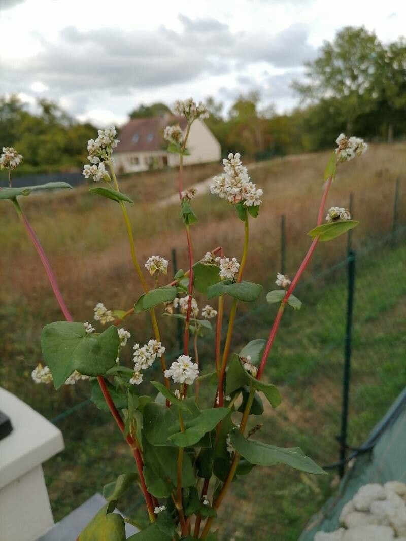 Grünkorn 9