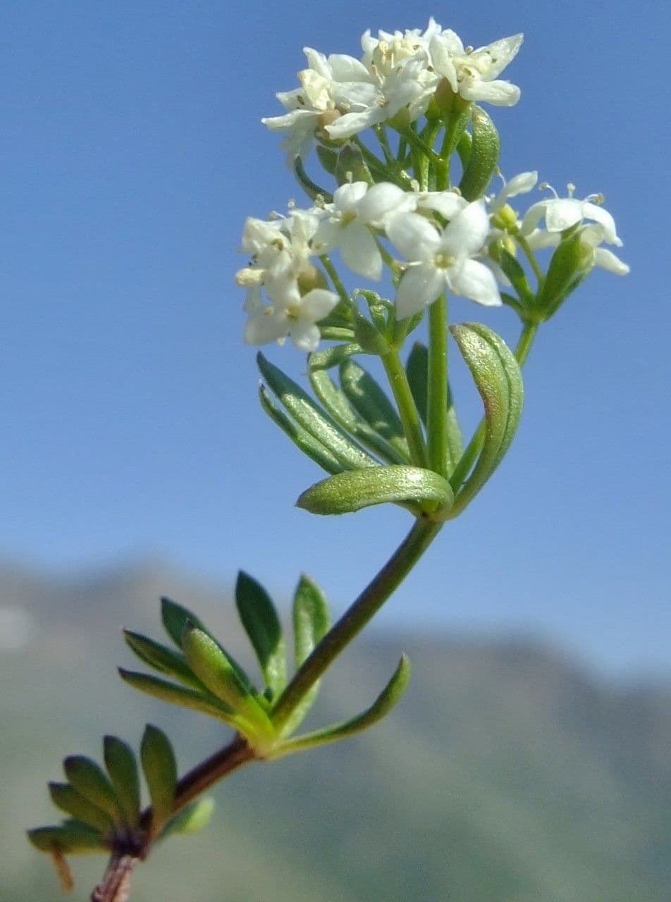 Galium pseudo-svizzero 4