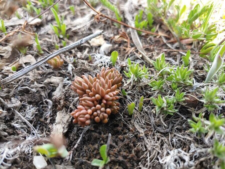 Sedum lanceolatum 16