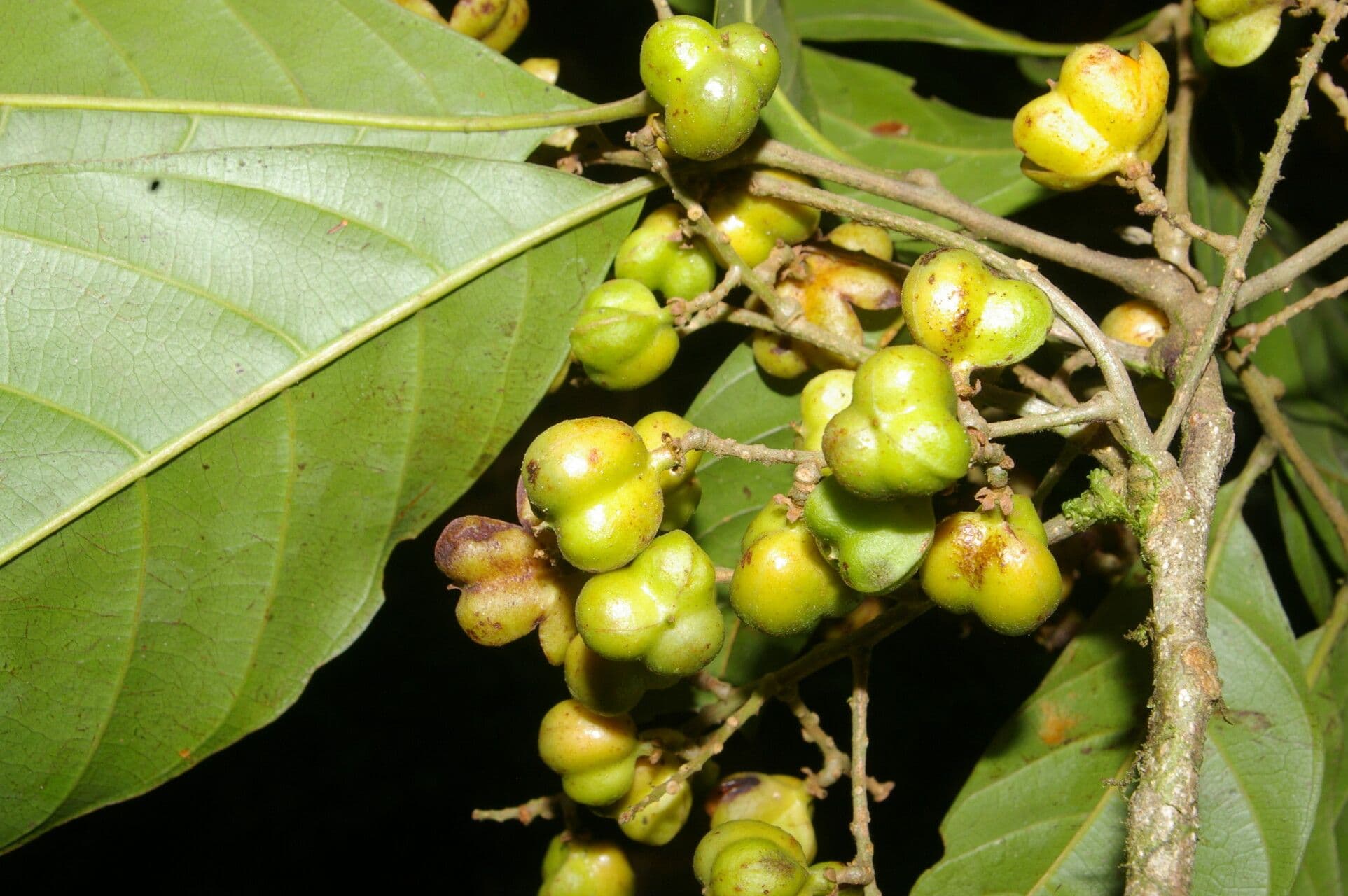 Cupania 3