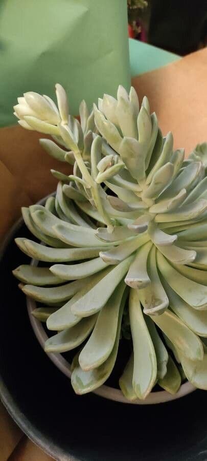 Echeveria di Runyon