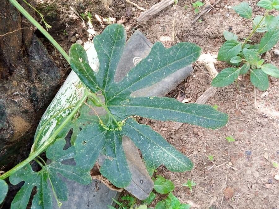 Zucca annuale 12