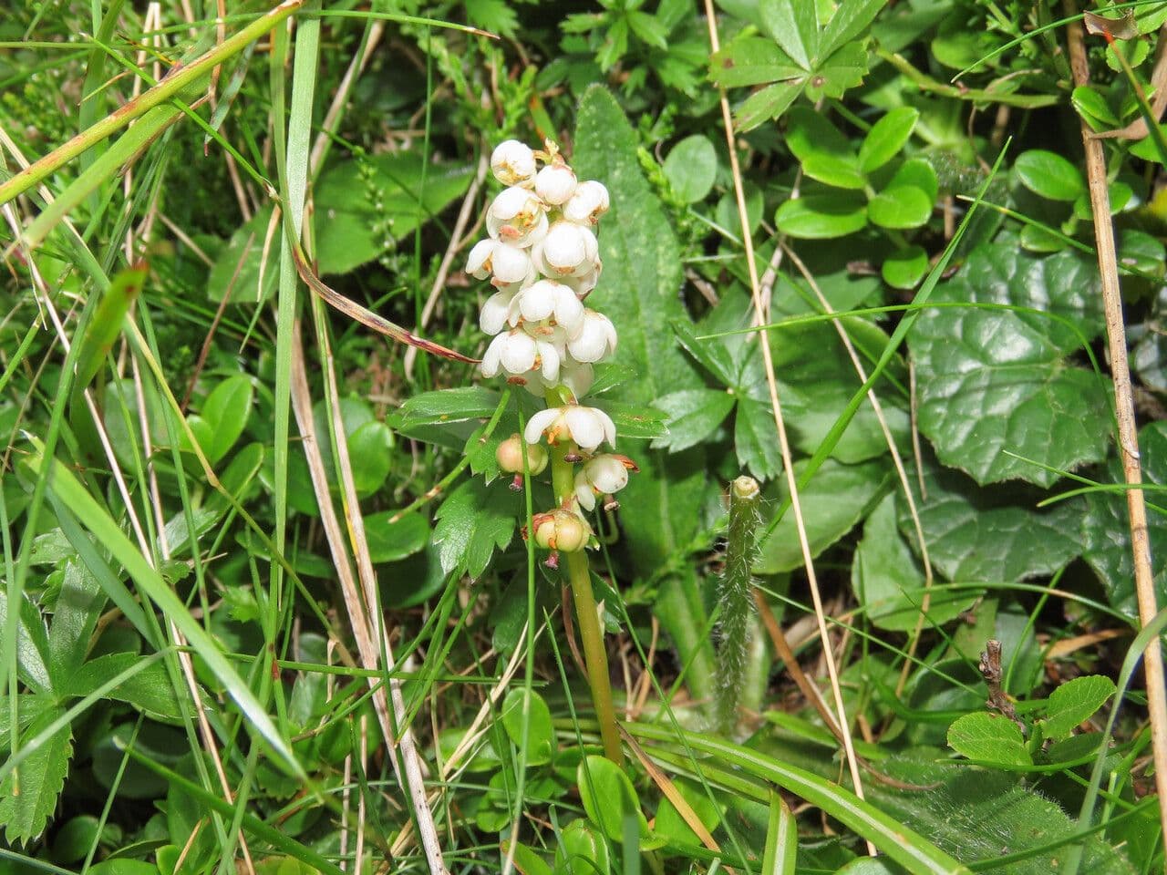 Piroletta minore 15