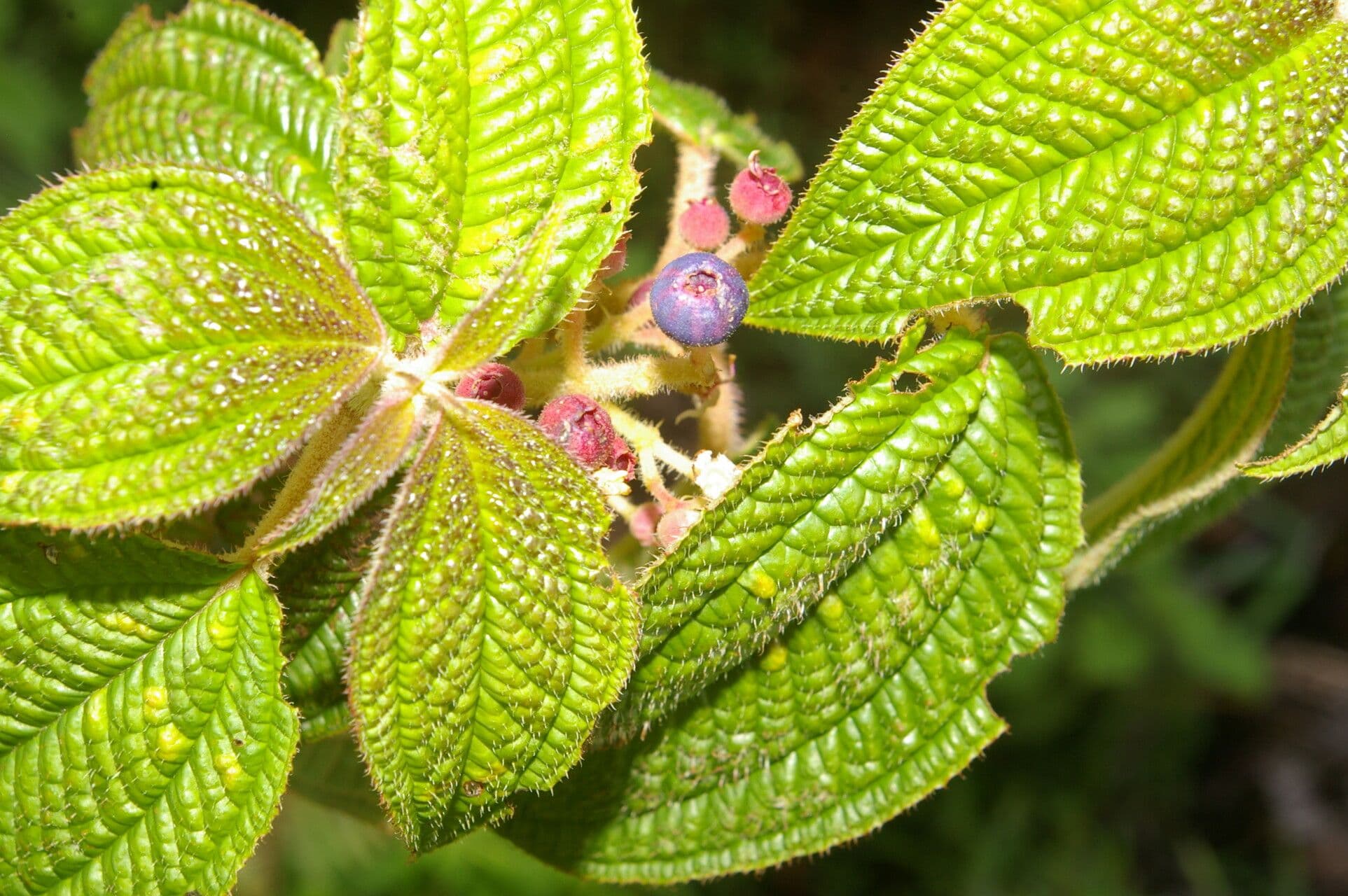 Miconia 6