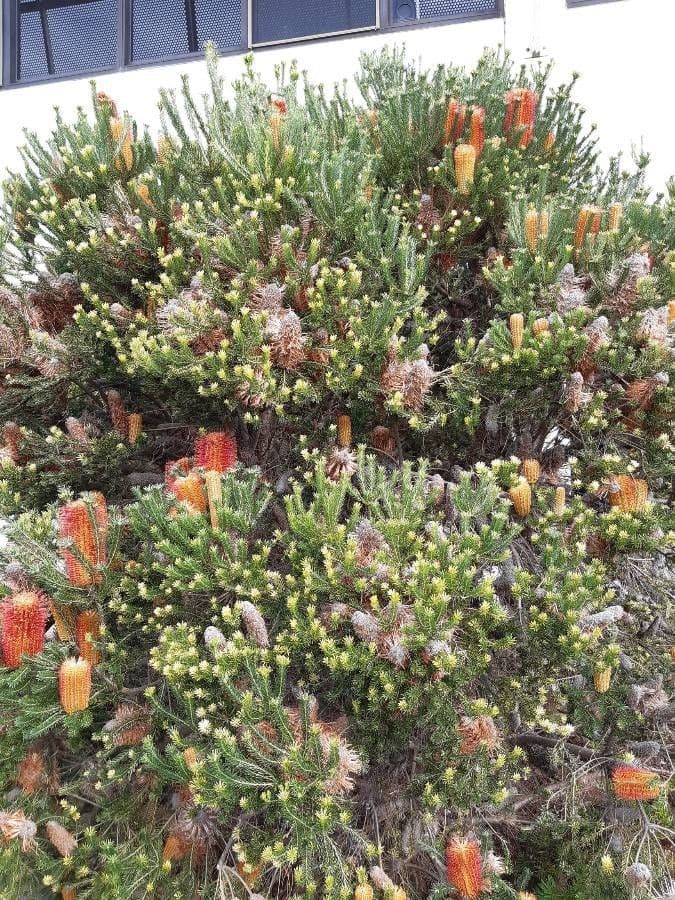Banksia 10