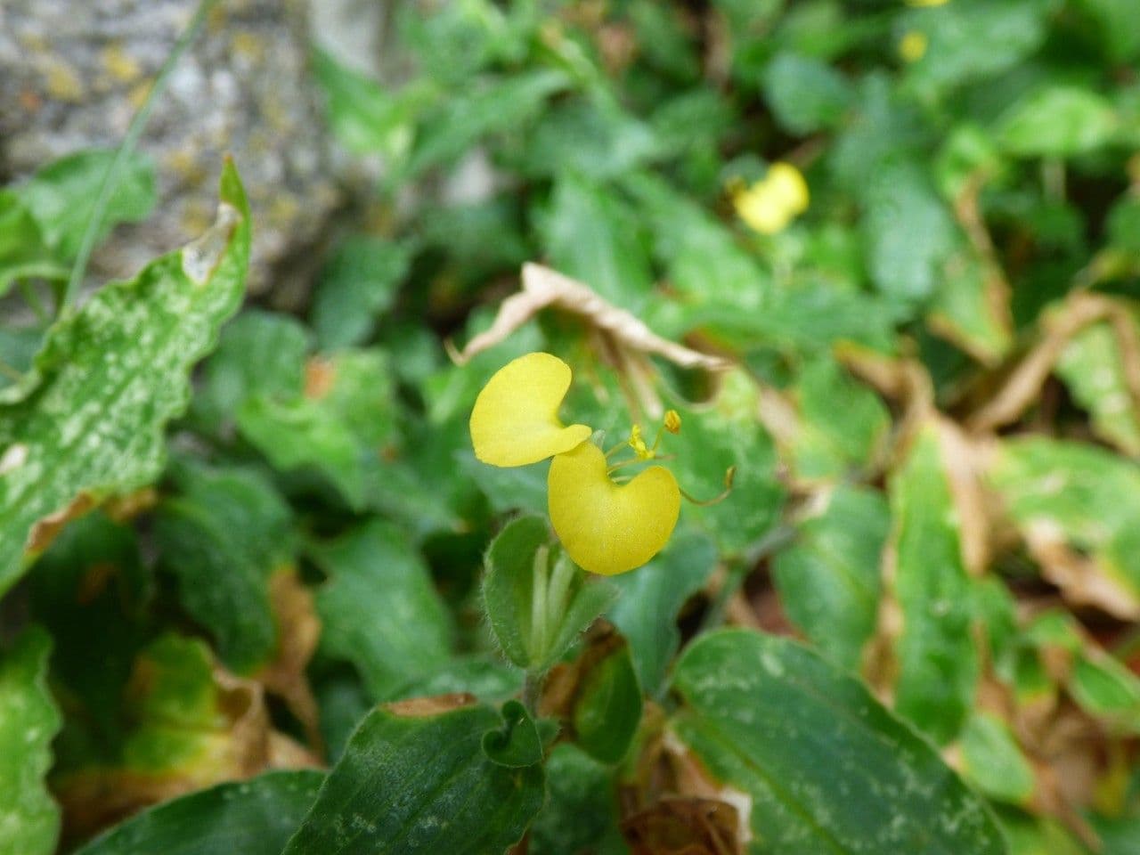 Commelina 3