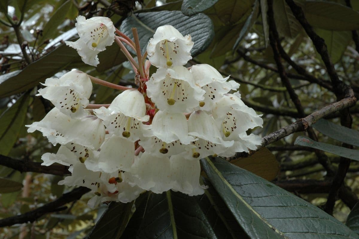Rododendron 2