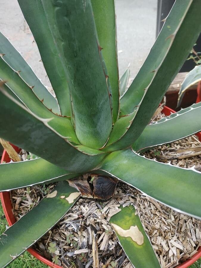Agave lechuguilla 20