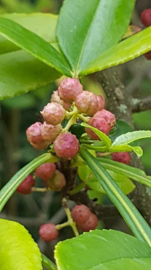 Zanthoxylum 5