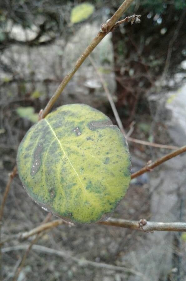 Sinfricarpo orbicolare 20