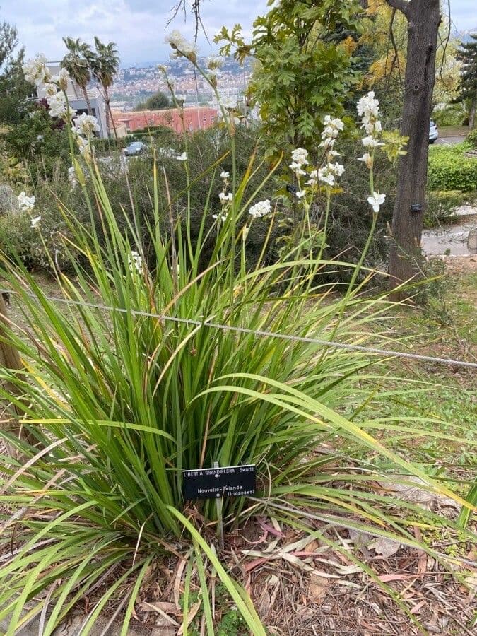 Libertia 6