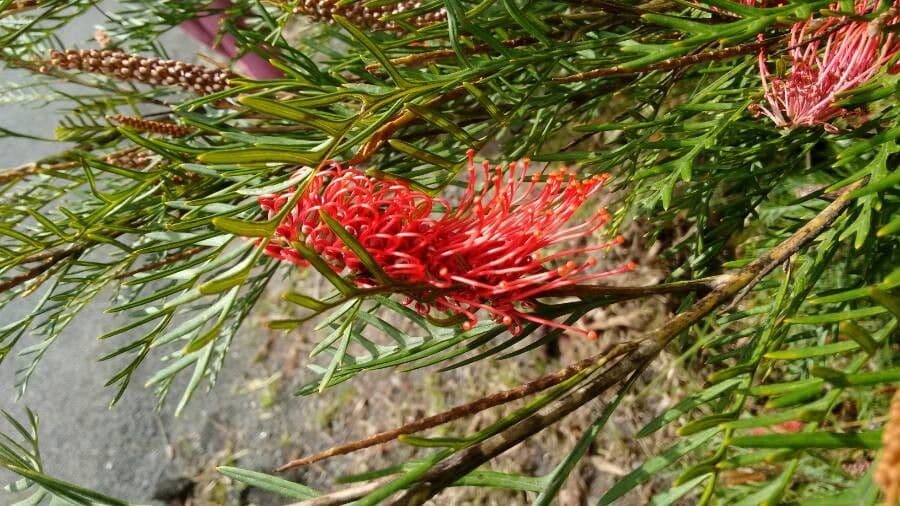 Grevillea 2