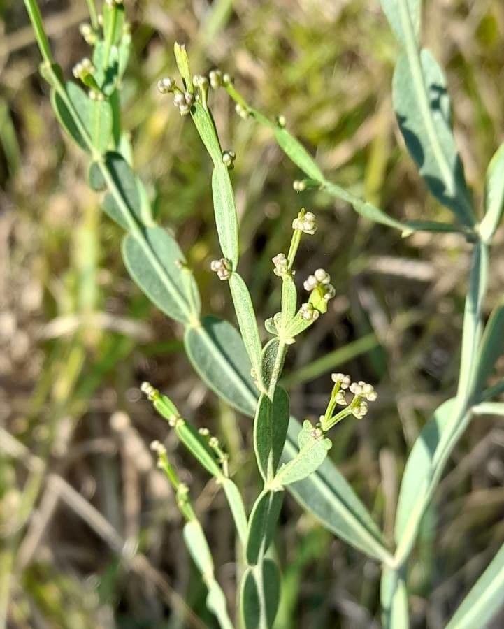 Baccharis 4