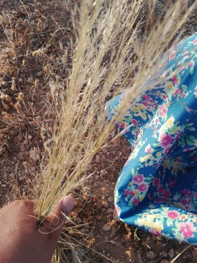 Stipa parviflora