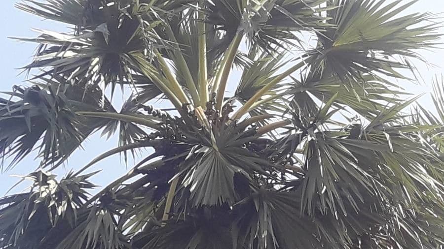 Palma cukrowa 3