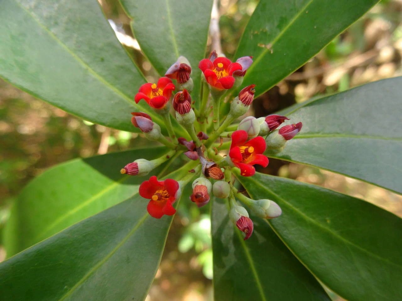 Cannella invernale 5