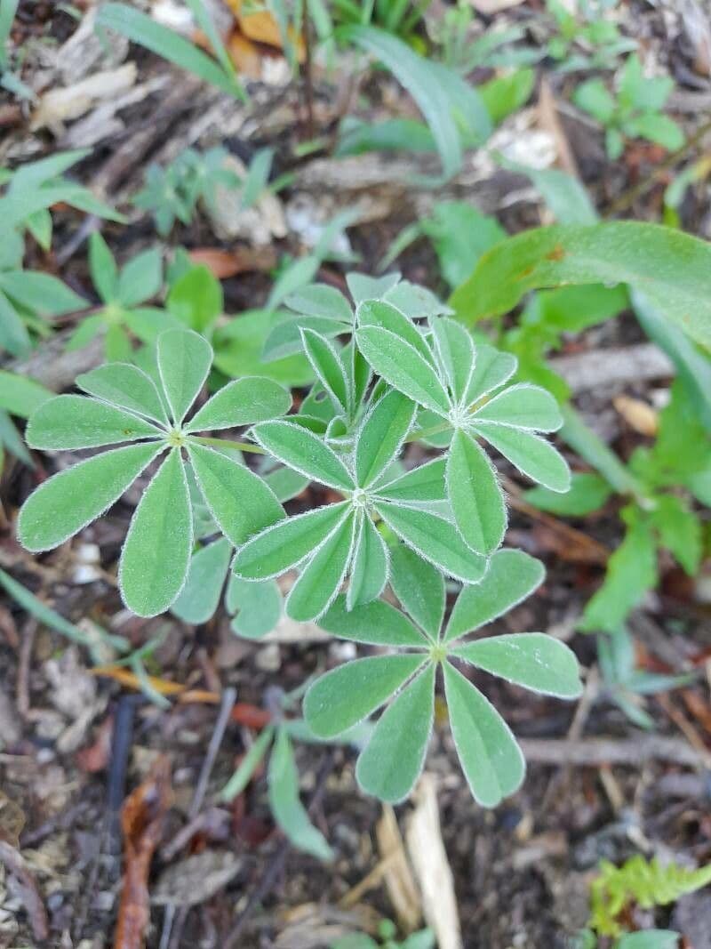 Weiße Lupine 16
