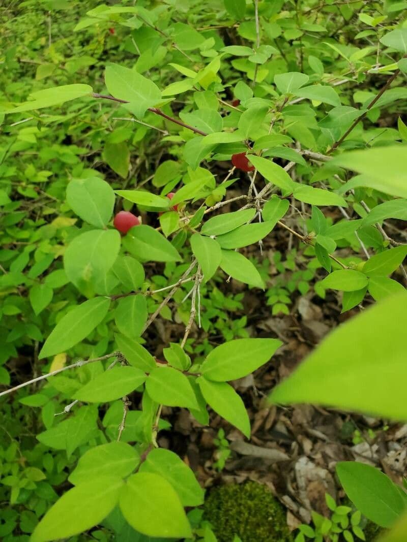 Caprifoglio canadese 4