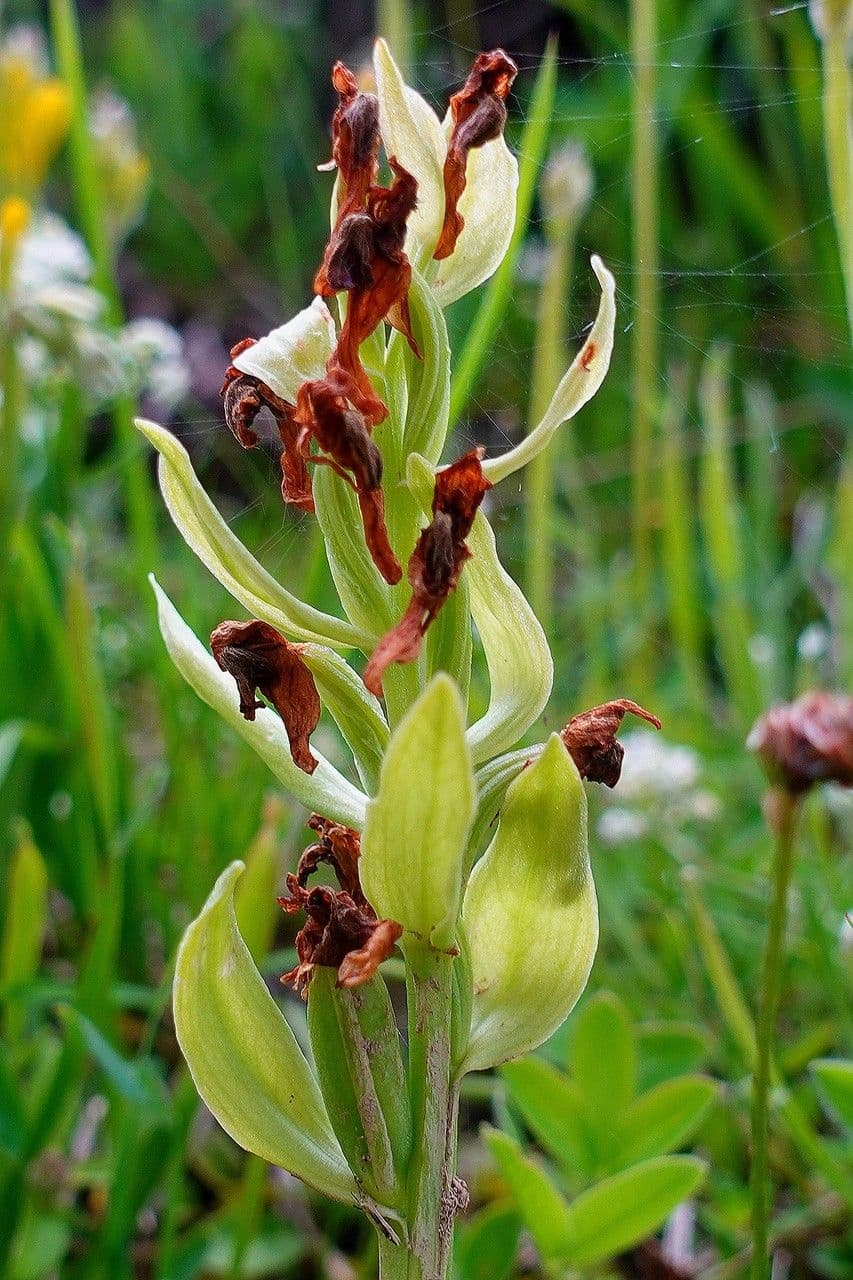 Orchidea sambucina 3