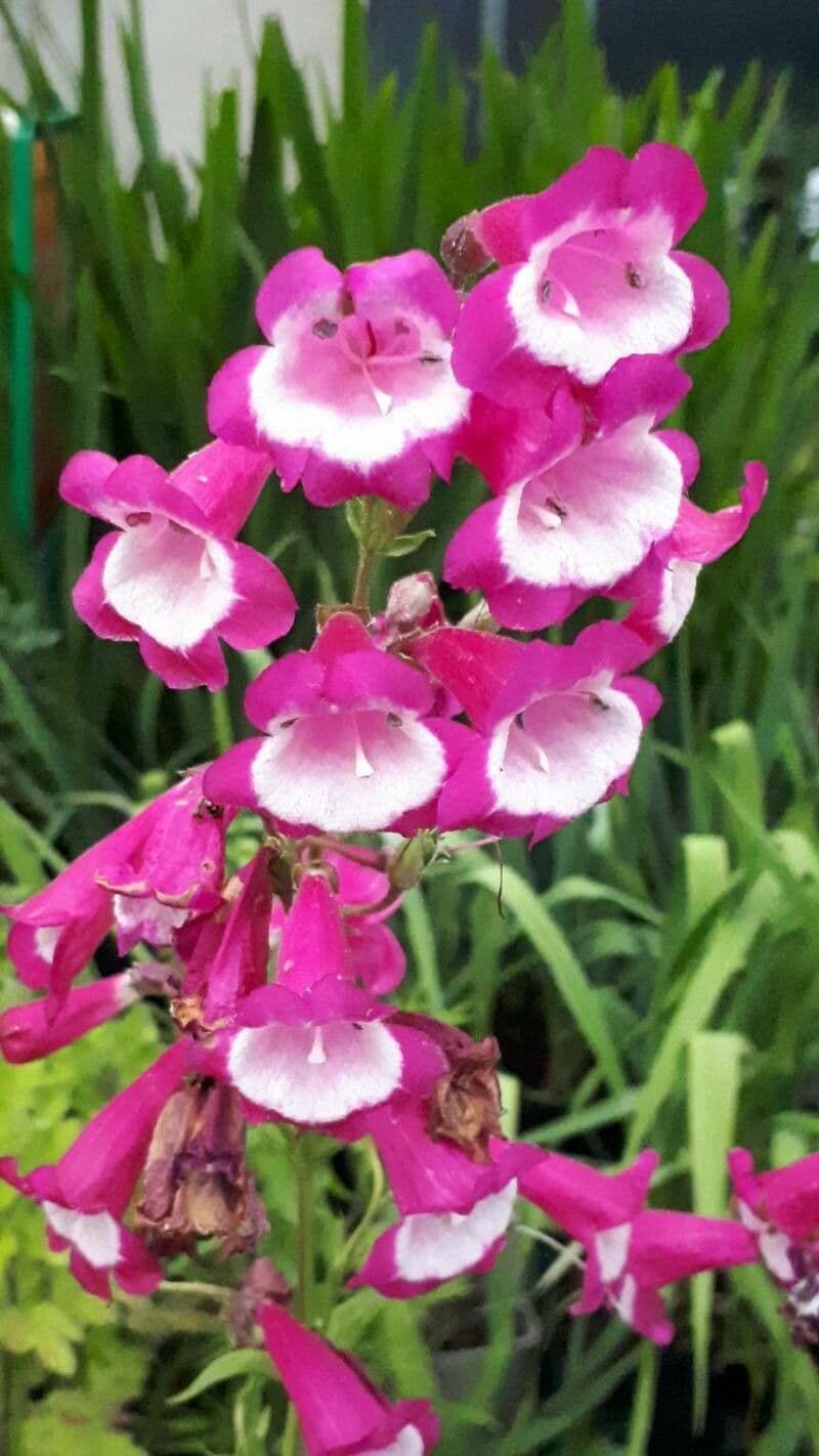 Penstemon di Hartweg 5
