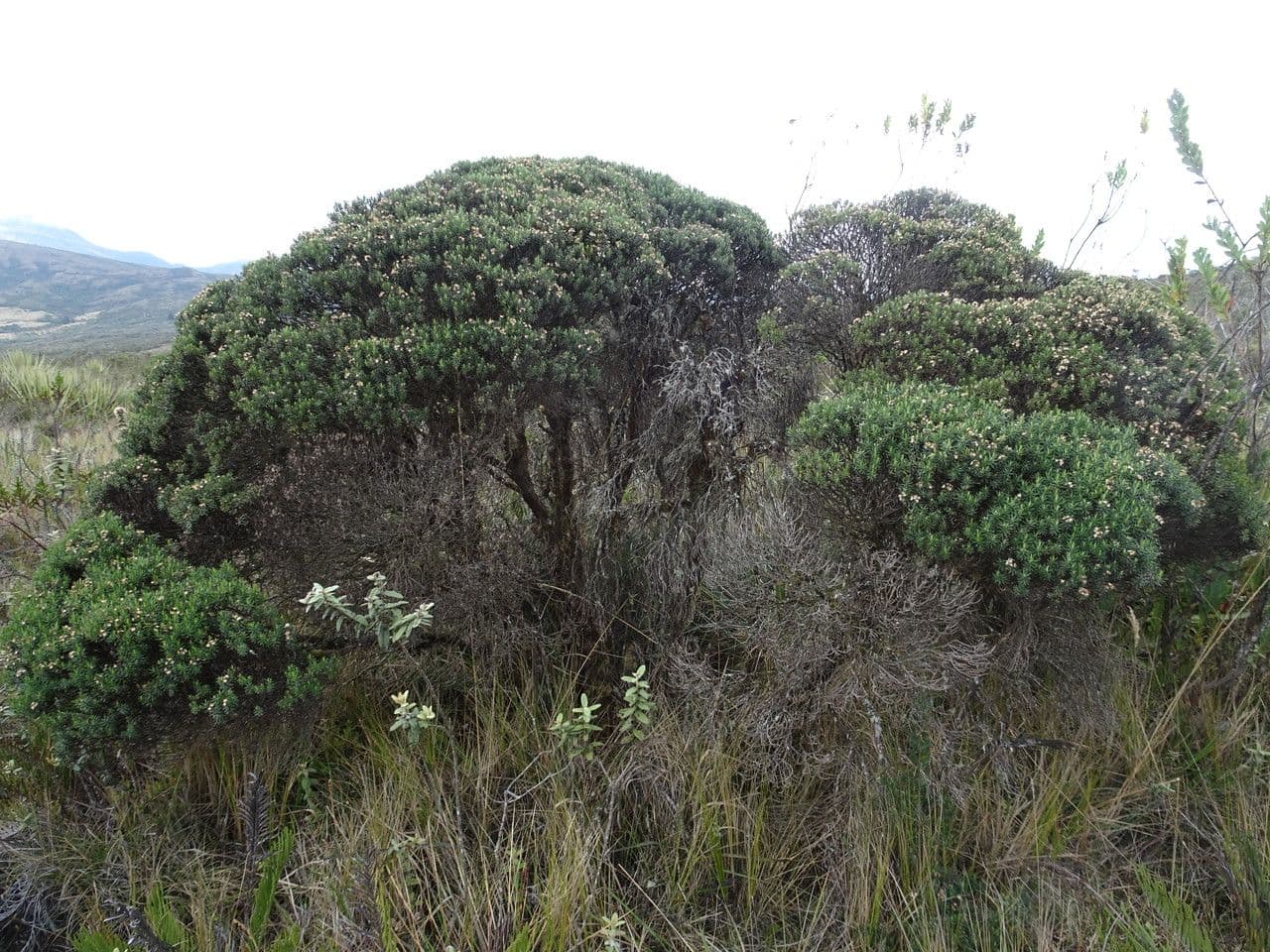 Rosmarinblättriger Diplostephium 2