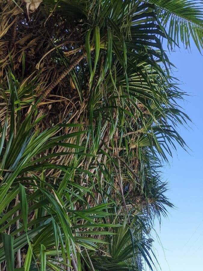 Pandanus tectorius 11