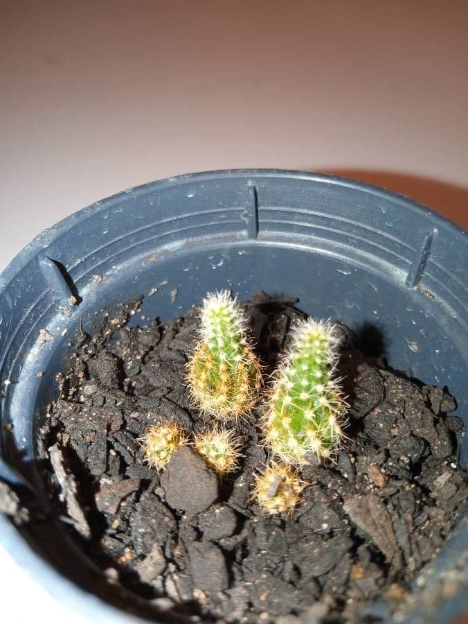 Cactus torcia d'argento 2