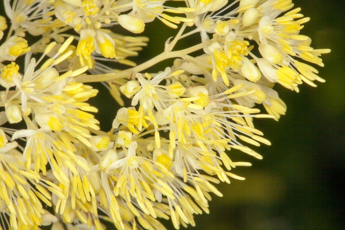 Thalictrum lucidum 4