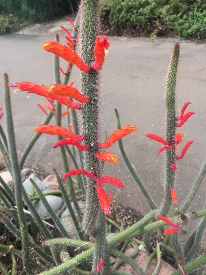 Cactus di Baumann 9