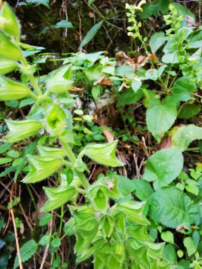 Salvia vischiosa 3