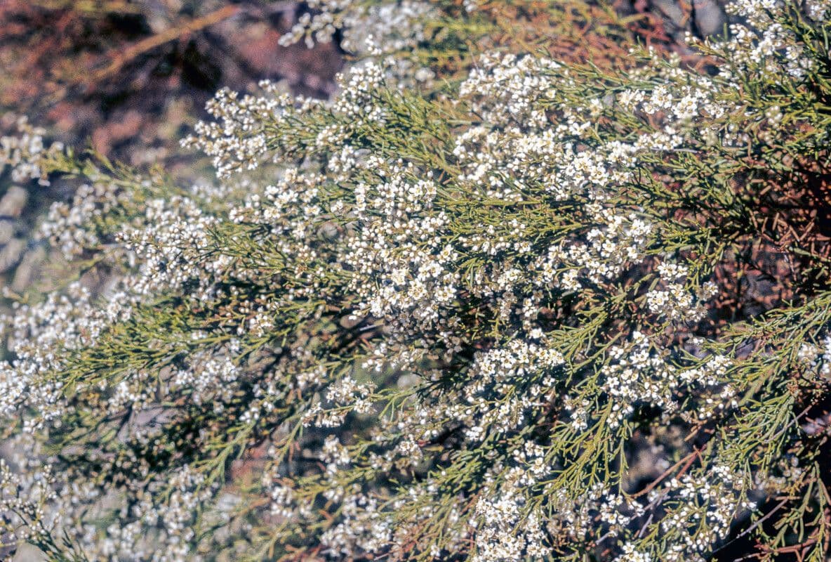 Adenostoma sparsifolium