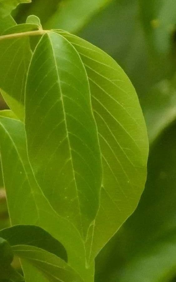 Vitex 4
