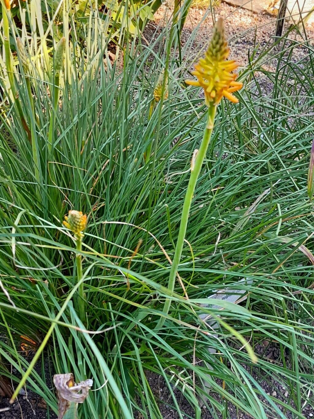 Rotella ardente 2