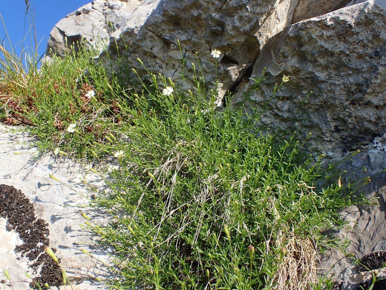 Silene saxifraga 11