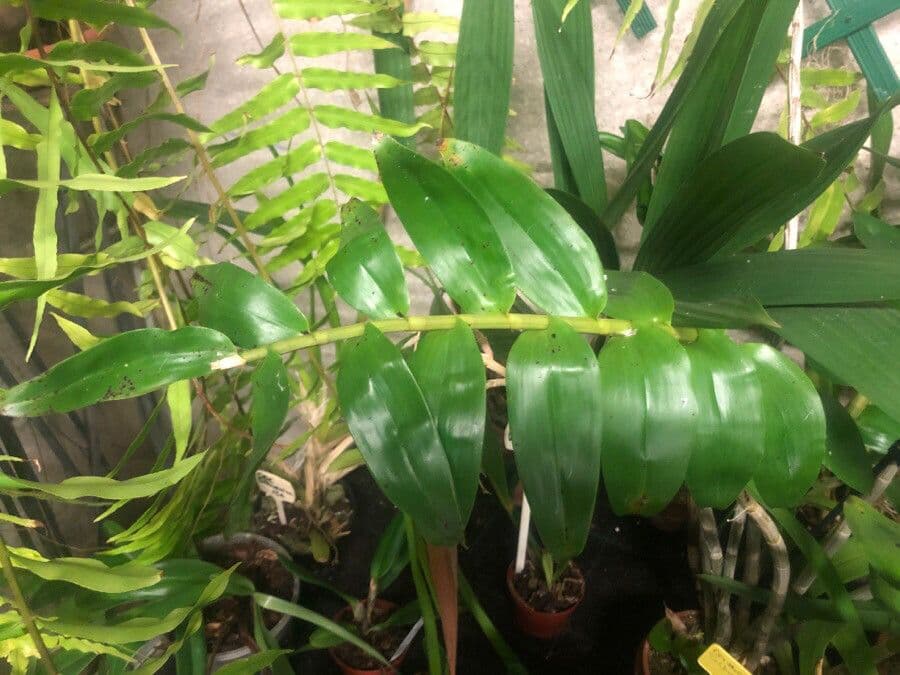 Dendrobium
