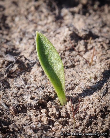 Ophioglossum californicum 10