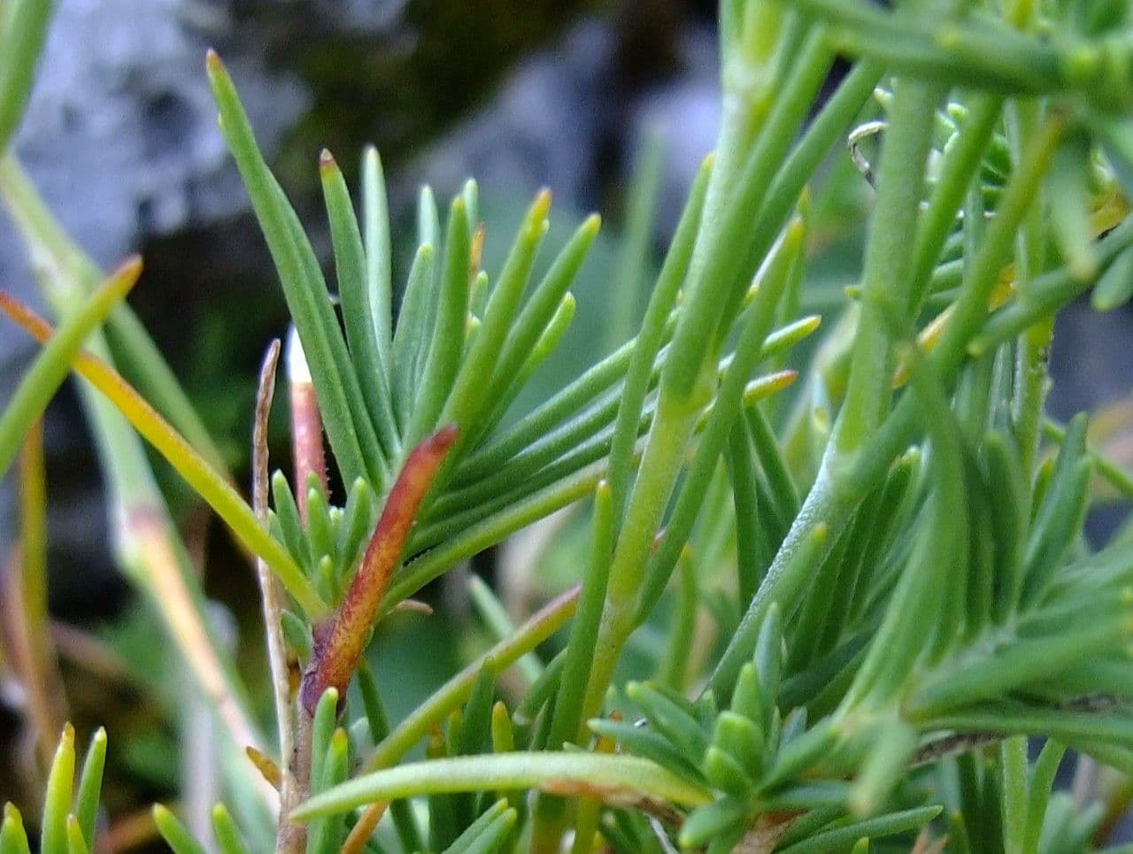 Cherleria capillacea 15
