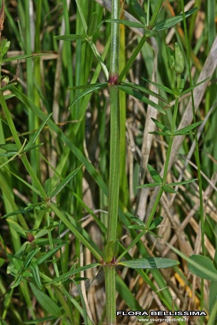 Caglio boreale 18