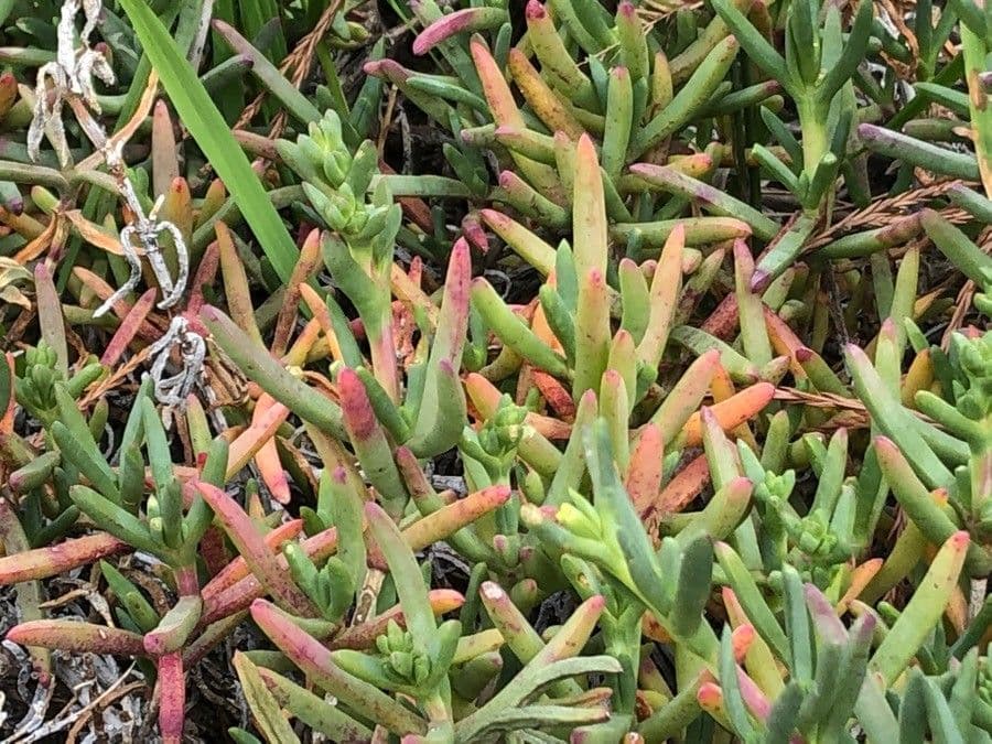 Lampranthus