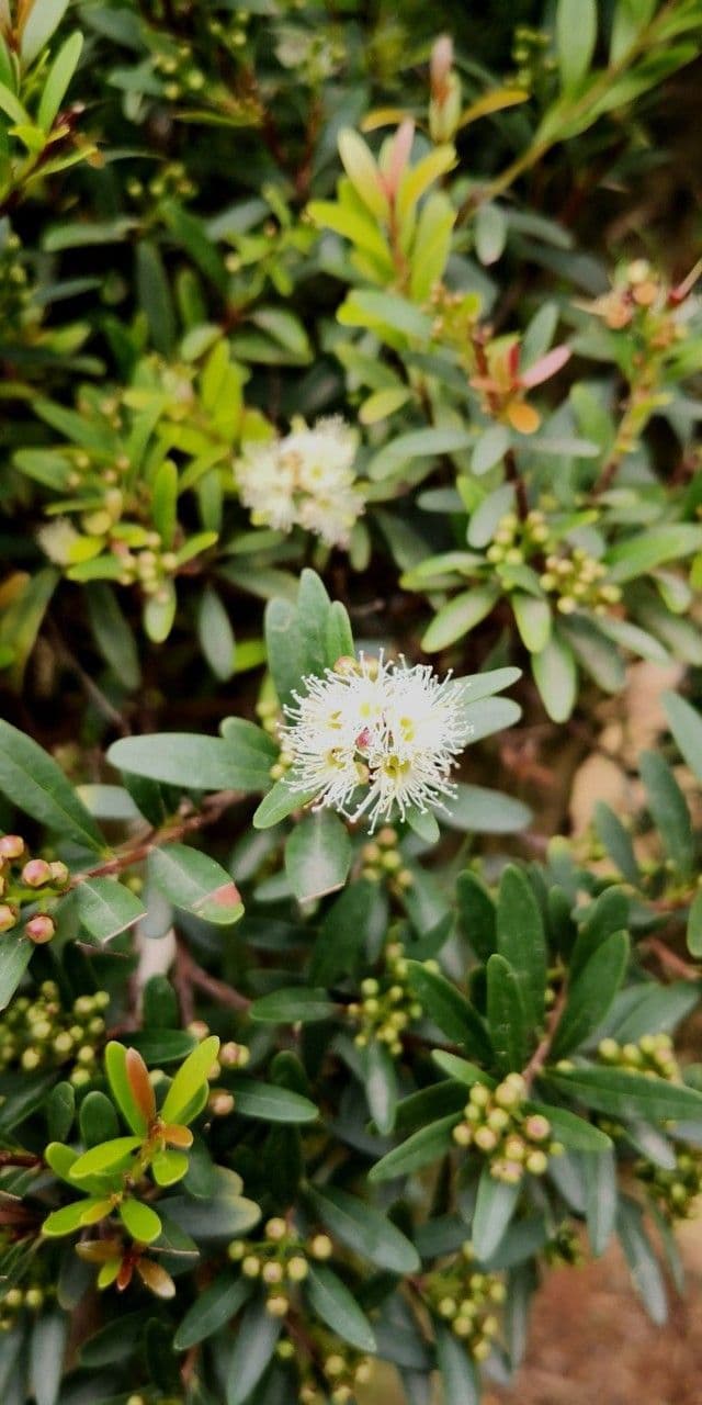 Syzygium buxifolium 4