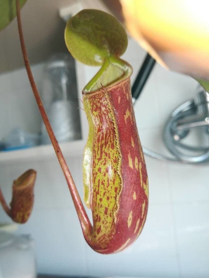 Pianta brocca mirabile 18