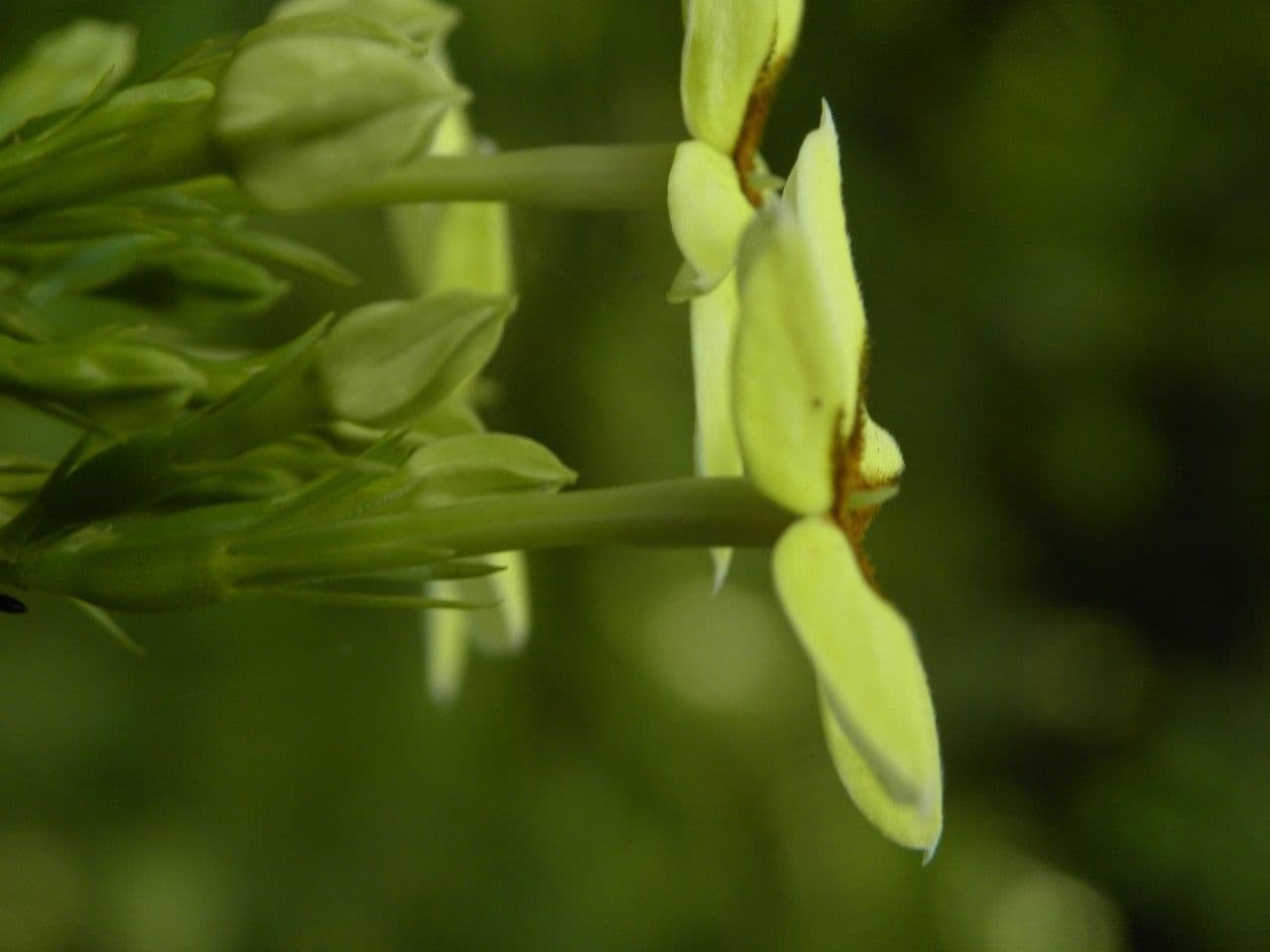Mussaenda 8