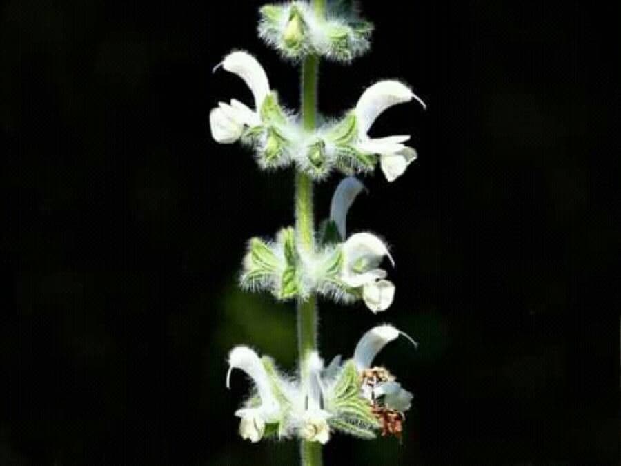 Salvia dominica 4