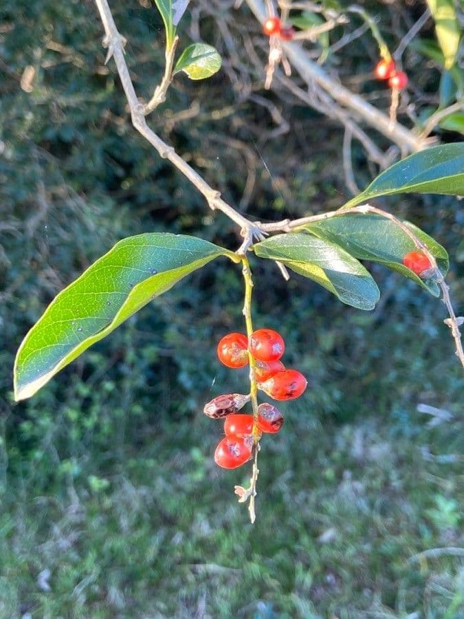 Citharexylum 3