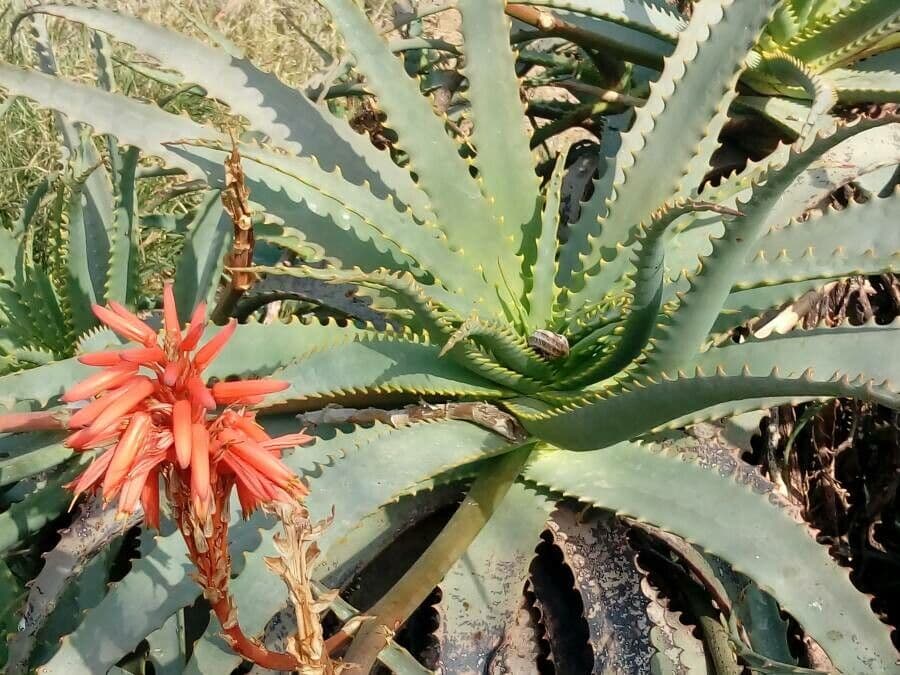 Baum-Aloe 30